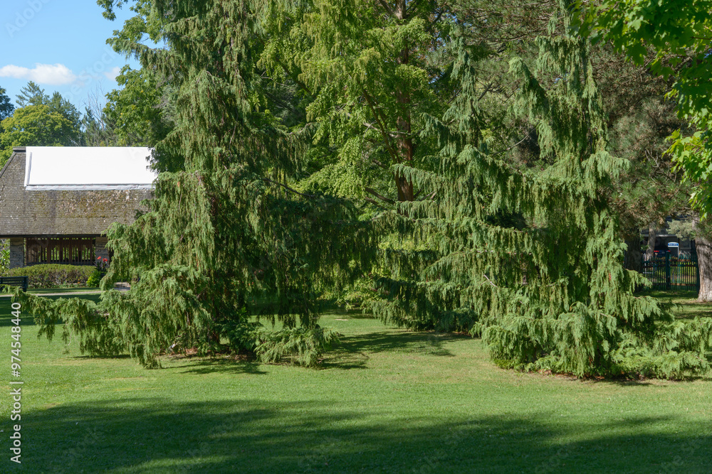 Fototapeta premium lawn and trees