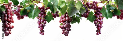 Wallpaper Mural Background template with copy space  of grape leaf and  vine Torontodigital.ca