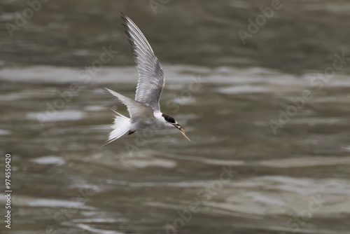 Arctic tern or Sterna paradisaea at Mumbai coast Maharashtra, India