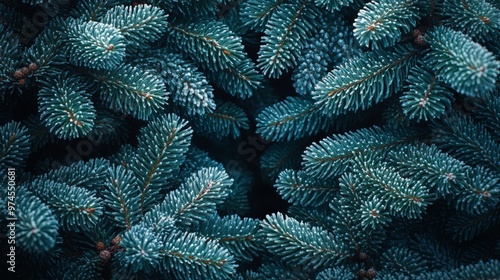 Close-up of frosted evergreen branches, natural texture. Winter nature and seasonal concept