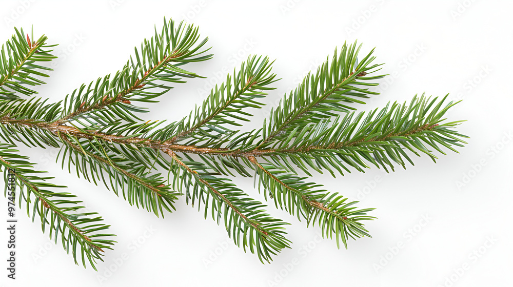 sprig of green spruce lies on a white background ,Green pine tree branch isolated on the white background sprig of green spruce lies on a white background ,Green pine tree branch isolated on the white background