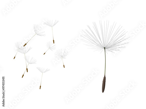 dandelion seed head on transparent background photo