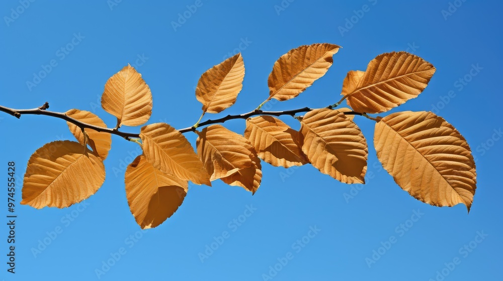 Fototapeta premium photo elm leaf