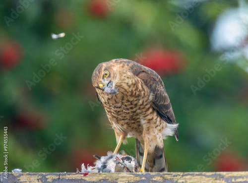 Female sparrow hawk plucking her prey photo