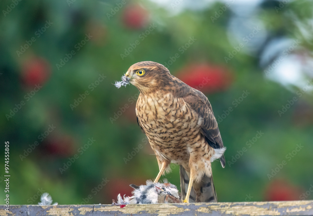 Female sparrow hawk plucking her prey Female sparrow hawk plucking her prey