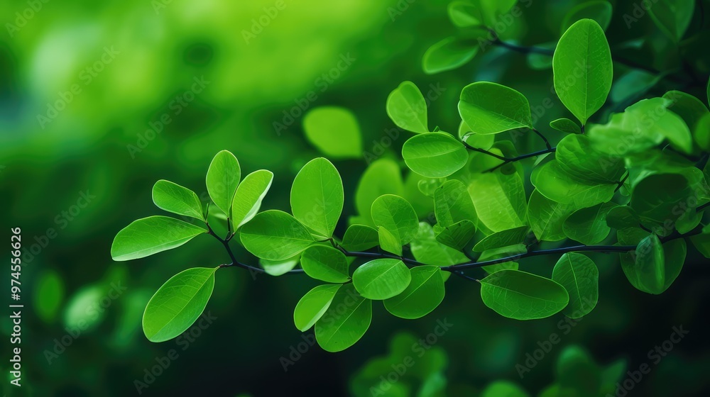 leaves nature background green leaves nature background green