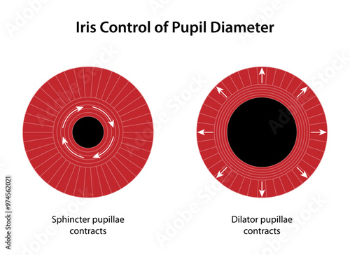 Iris Control of Pupil Diameter