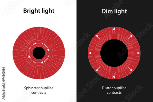 Iris Control of Pupil Diameter
