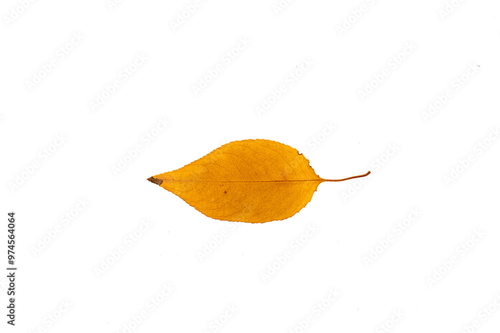 Naklejka premium Bright yellow ash leaf cut out for fall