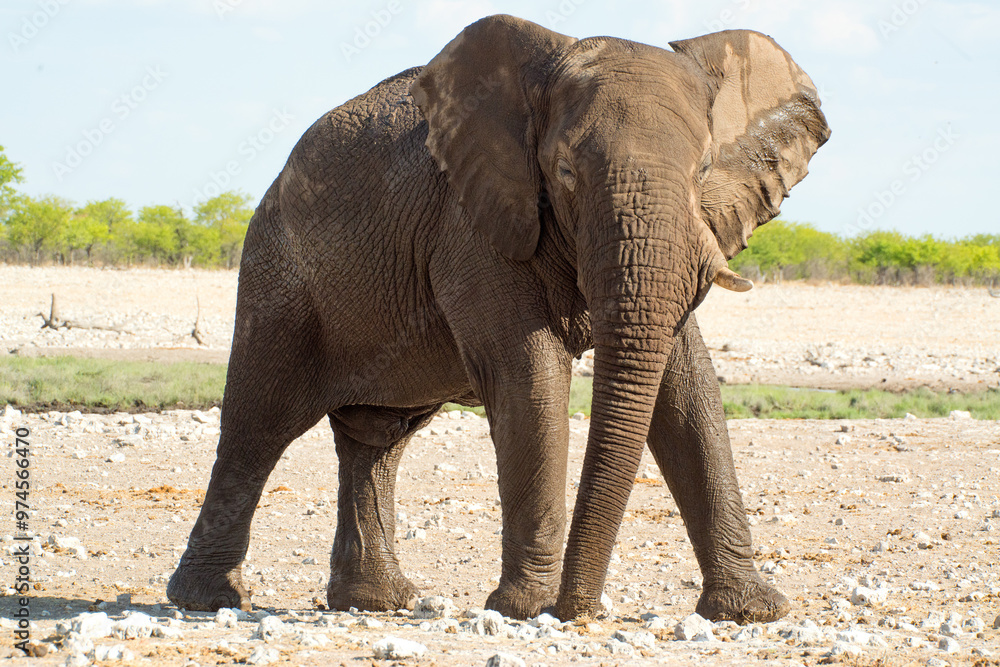 Fototapeta premium African elephant in the wild