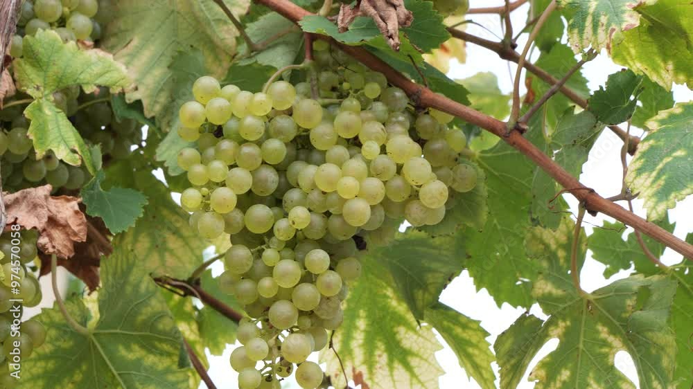 grapes on the vineyard for the production of wine grapes on the vineyard for the production of wine