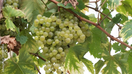 Wallpaper Mural grapes on the vineyard for the production of wine Torontodigital.ca