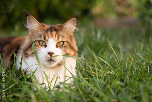 rote Katze in Gras