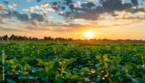 lush green plant field under a vibrant sunset sky