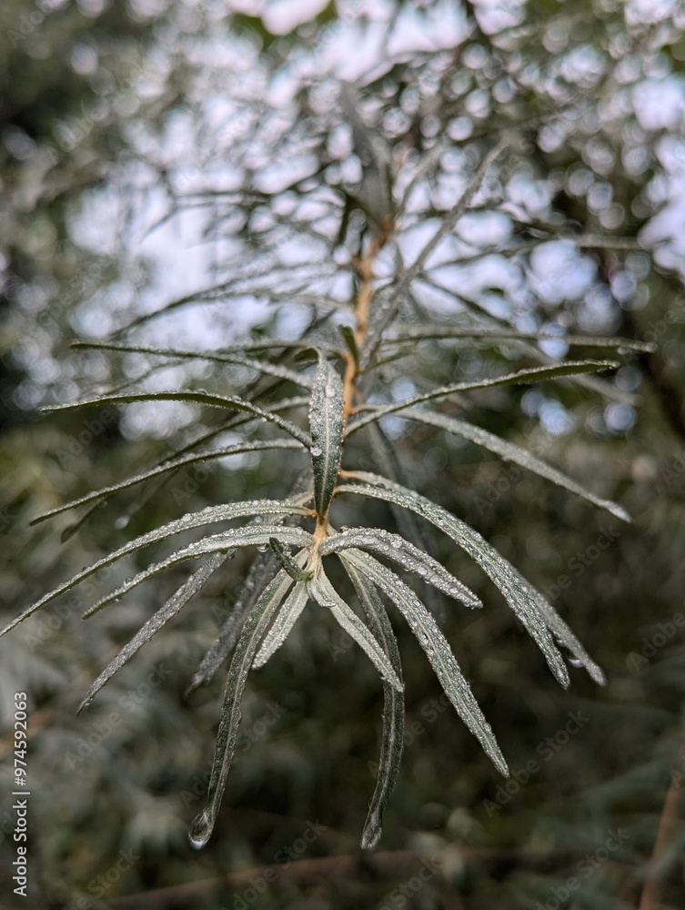 Macro photo of sea buckthorn branch and leaves Macro photo of sea buckthorn branch and leaves