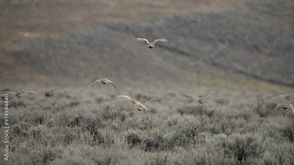 Group of Sage Grouse flying over the brush in slow motion through Wyoming. Group of Sage Grouse flying over the brush in slow motion through Wyoming.
