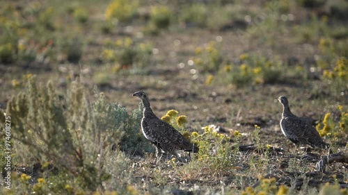Wallpaper Mural Sage Grouse walking through the Wyoming wilderness in the summer. Torontodigital.ca