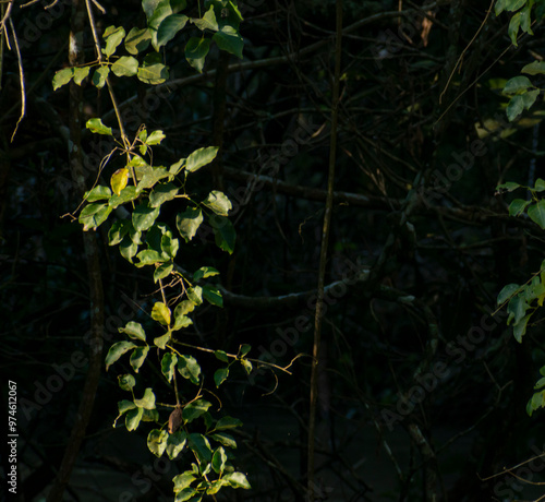 leaves in the forest