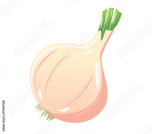 Onion napiform. round whole vegetable. amaryllidaceous family the bulbs are mainly edible, and have a strong pungent taste when raw, salads. Vector isolated on white.