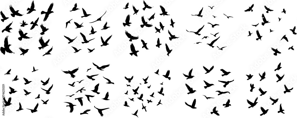 Black and White Birds in Flight Silhouette Black and White Birds in Flight Silhouette