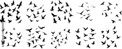 Black and White Birds in Flight Silhouette