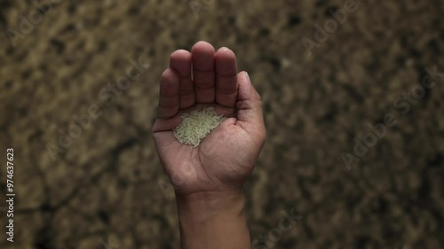 hands holding white rice on soil background