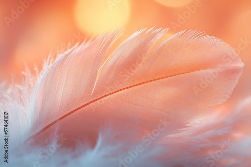 Close-up of feathers in soft light photo