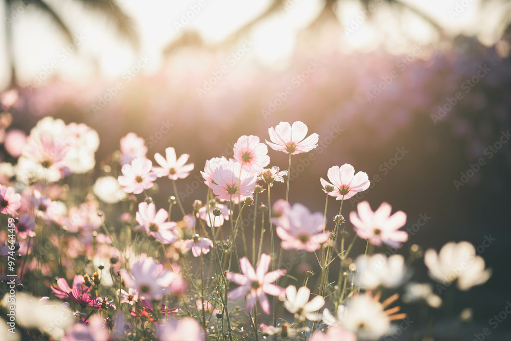 Cosmos flower blossom in garden. Cosmos flower blossom in garden.