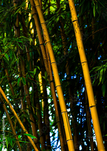 Forêt de bambous verts et jaunes en plein été