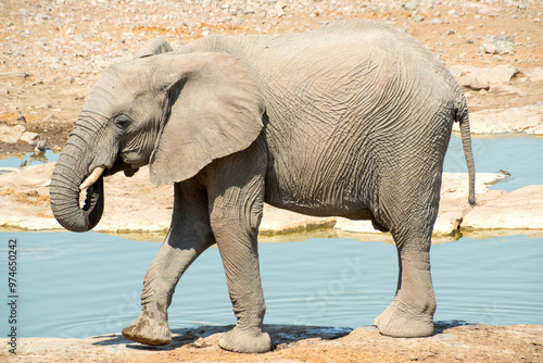 Photography Baby elephant drinking from a water