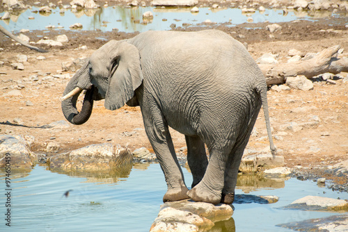 Canvas Print Baby elephant drinking from a water