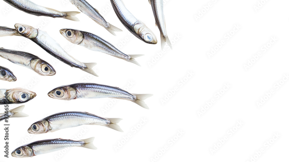 Anchovy fish png isolated on transparent background Anchovy fish png isolated on transparent background