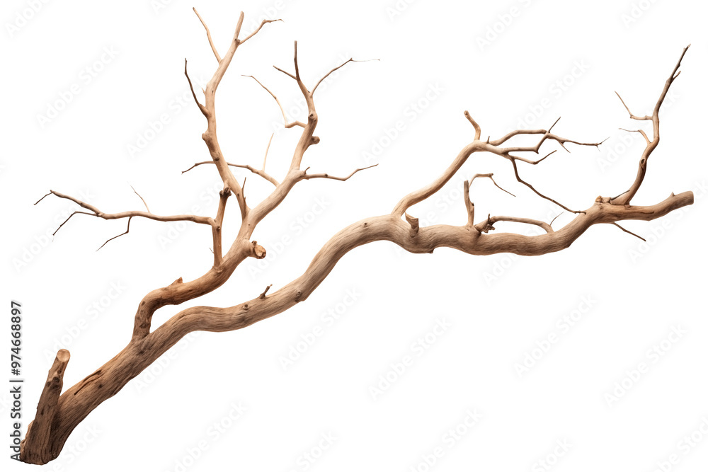 Close Up To a Dry tree branch PNG isolated on white and transparent background - Dead wood or Dried Fallen branch Tree twig Dry stick Forest Concept