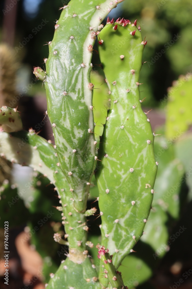 Naklejka premium kaktus Opuncja monacantha variegata opuntia