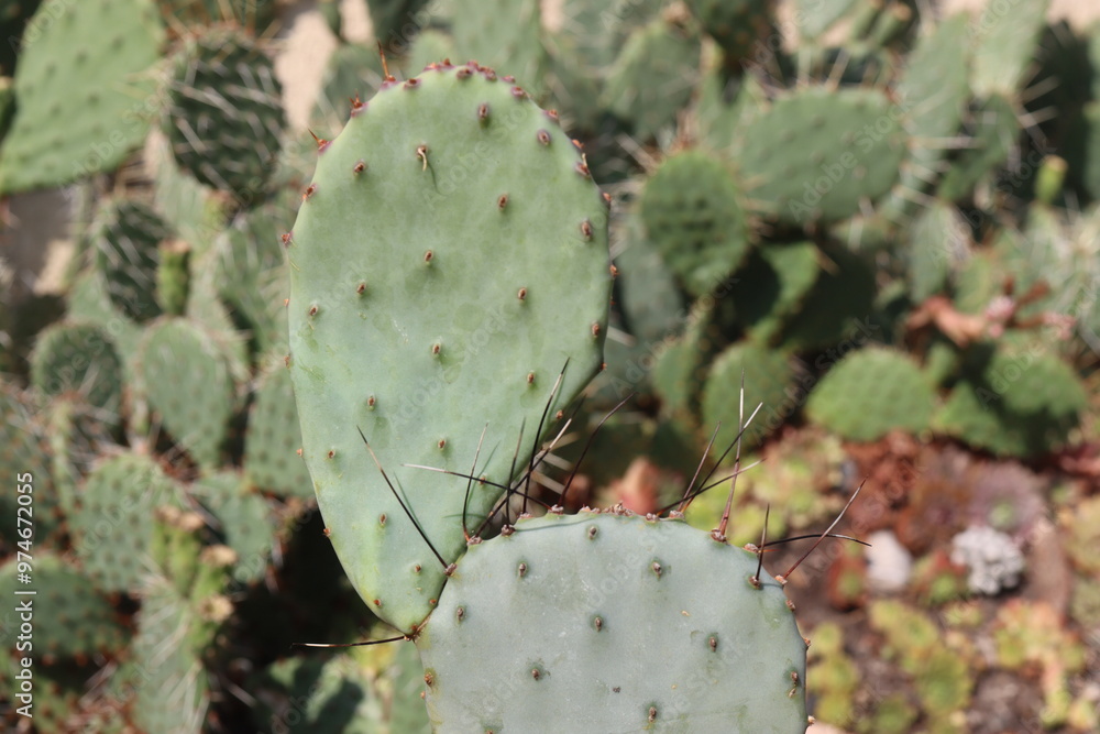 kaktus opuncja Opuntia macrocentra kaktus opuncja Opuntia macrocentra