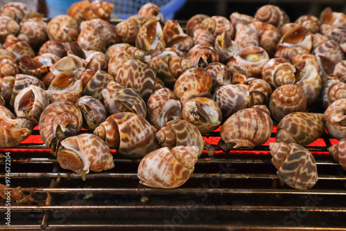 Areola babylon (Babylonia areolata ) or Maculated ivory whelk grilling on grill grates. photo