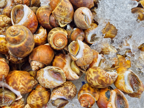 Картината върху платно Areola babylon (Babylonia areolata ) or Maculated ivory whelk on ice background image