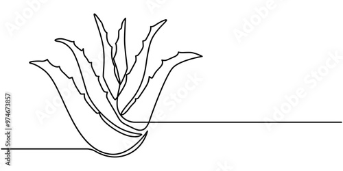 Aloe vera plant sketch, simple vector illustration, background, label design. One continuous line drawing art illustration with lettering organic aloe vera, One single line drawing of healthy organic