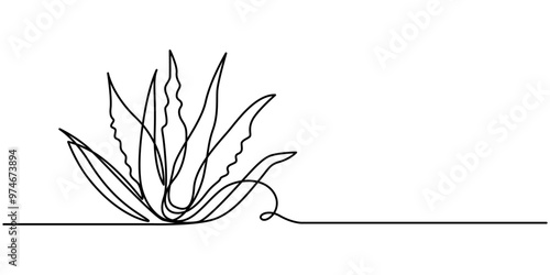 Aloe vera plant sketch, simple vector illustration, background, label design. One continuous line drawing art illustration with lettering organic aloe vera, One single line drawing of healthy organic