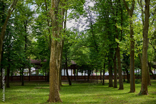 Path in the park in Buzias with lots of greenery and huge plane trees