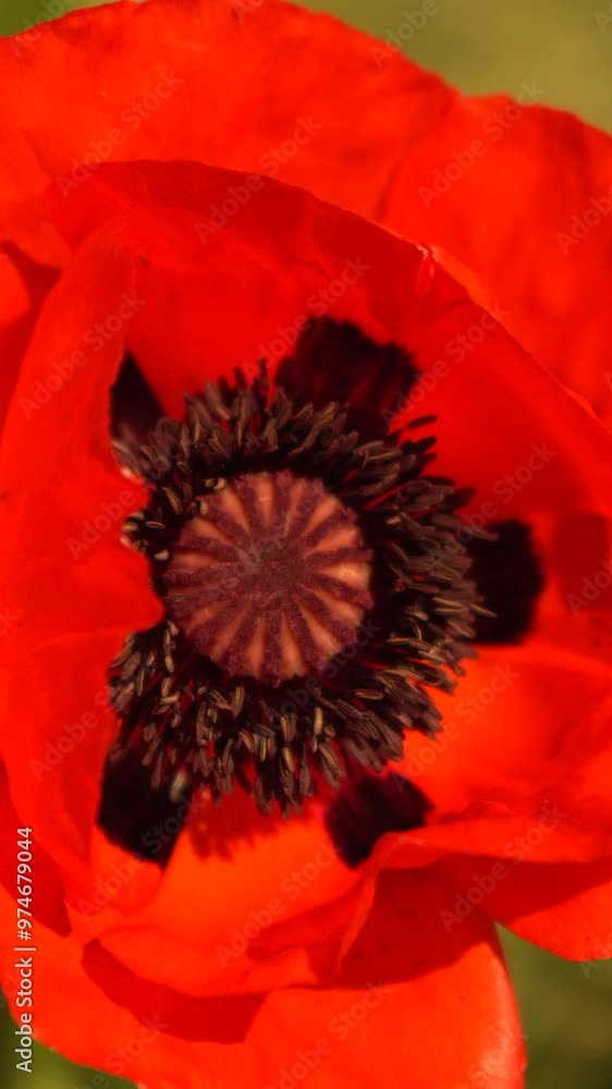 Close-Up of a Poppy Flower's Center Close-Up of a Poppy Flower's Center