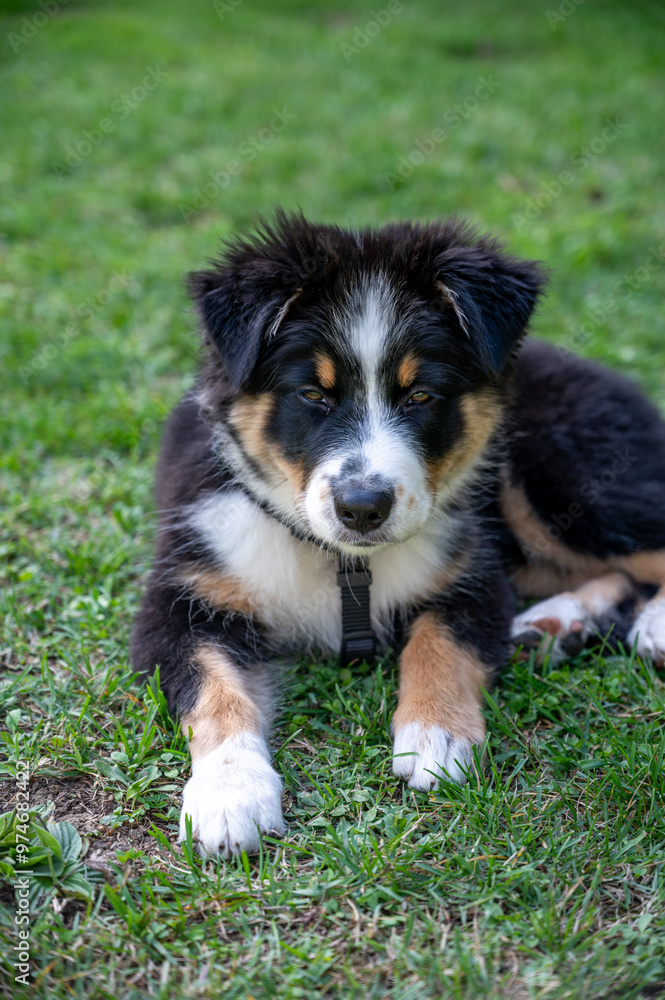 Aussie puppy dog in the park playing with a toy Aussie puppy dog in the park playing with a toy