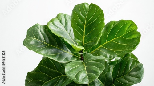 A close-up of vibrant green leaves from a Fiddle Leaf Fig plant against a white background.