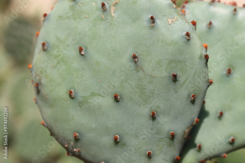 kaktus opuncja Opuntia macrocentra Eddy Co NM photo