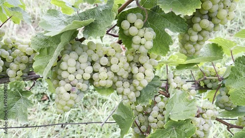 White wine, Riesling Vitis vinifera photo