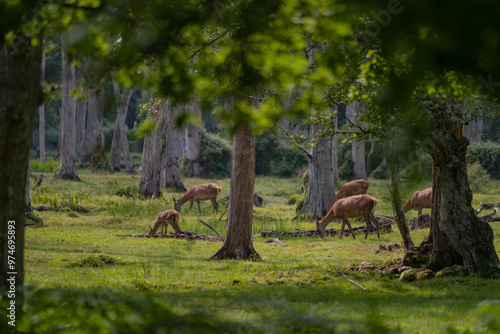 Canvas Print Group of female common deer sitting in the forest and grazing the grass