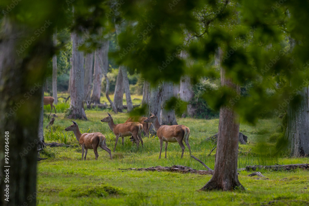 Group of female common deer sitting in the forest and grazing the grass. Wild animals known as Cervus elaphus in sunny weather in the summer season Group of female common deer sitting in the forest and grazing the grass. Wild animals known as Cervus elaphus in sunny weather in the summer season