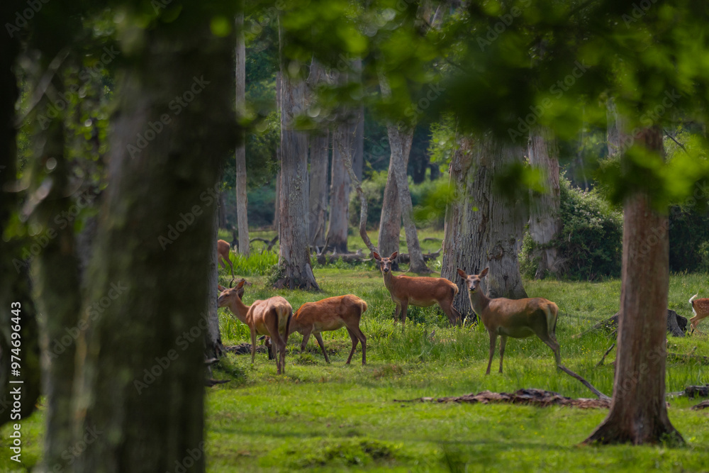 Fototapeta premium Group of female common deer sitting in the forest and grazing the grass. Wild animals known as Cervus elaphus in sunny weather in the summer season