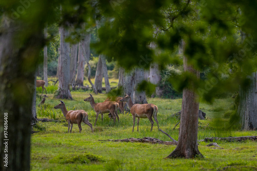 Photography Group of female common deer sitting in the forest and grazing the grass