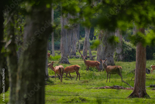 Group of female common deer sitting in the forest and grazing the grass. Wild animals known as Cervus elaphus in sunny weather in the summer season